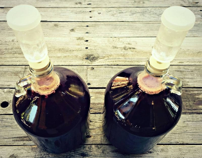 two gallons of elderberry mead with airlocks
