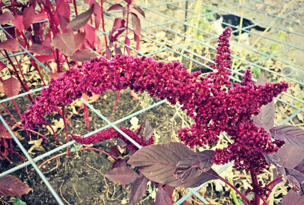 amaranth gone to seed