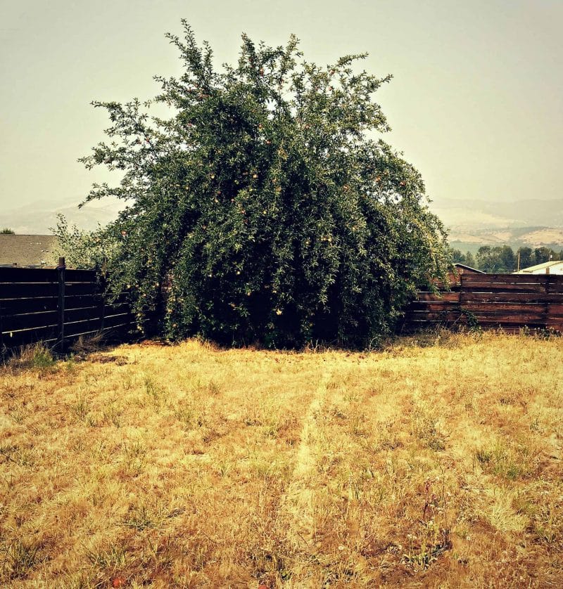 a large apple tree in a field