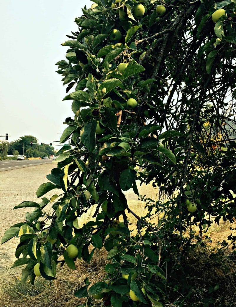 apple tree on the side of the road