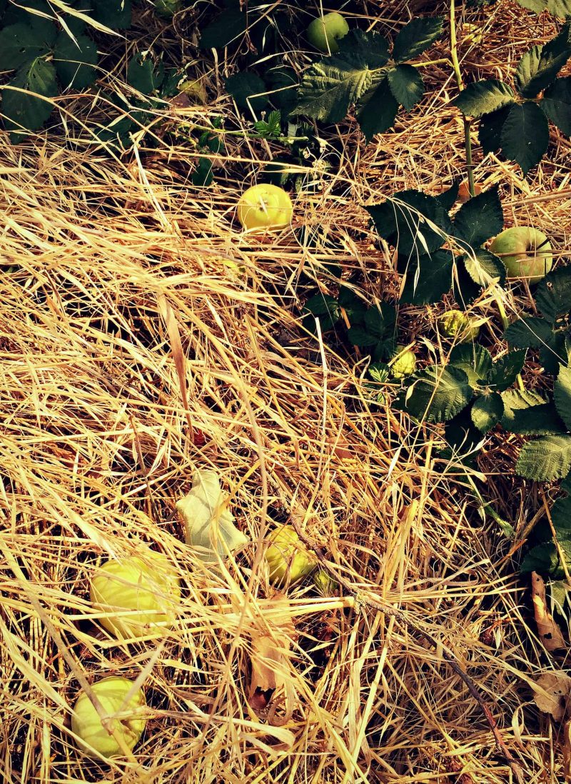 Gleaning, or foraging for an overabundance of unused fruits and vegetables, is an easy way to get free healthy fruits and vegetables on your table! You simply need a good eye and a bit of common sense and you'll have enough produce to last you a long while, especially if you preserve it. Learn how and where to glean and the best practices for gleaning, and help fight food waste the natural way! apples on the ground