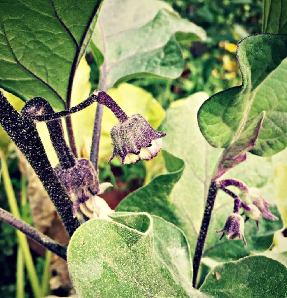 baby eggplant