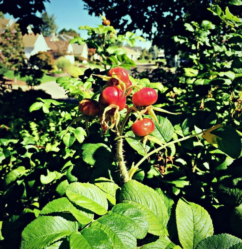 big rose hips