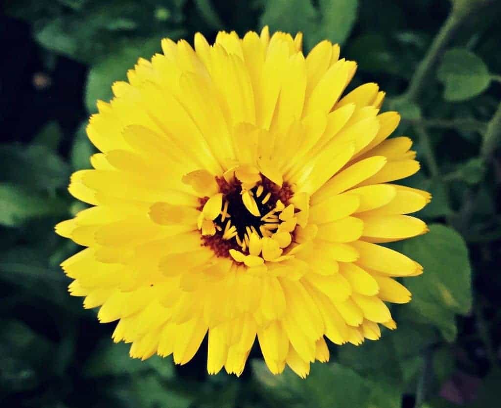 calendula flower