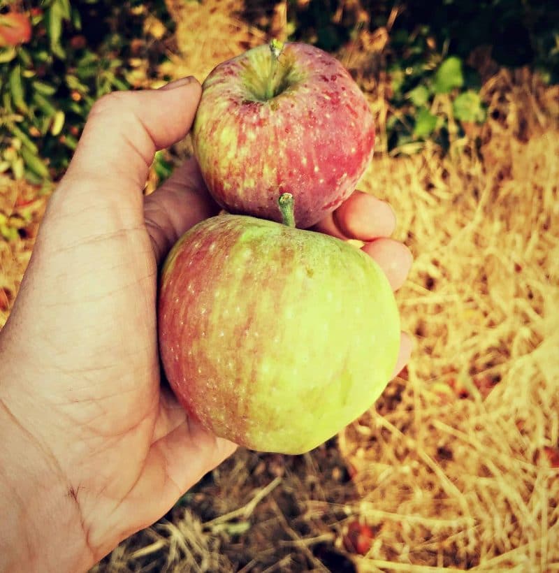 Gleaning, or foraging for an overabundance of unused fruits and vegetables, is an easy way to get free healthy fruits and vegetables on your table! You simply need a good eye and a bit of common sense and you'll have enough produce to last you a long while, especially if you preserve it. Learn how and where to glean and the best practices for gleaning, and help fight food waste the natural way! gleaning a few apples