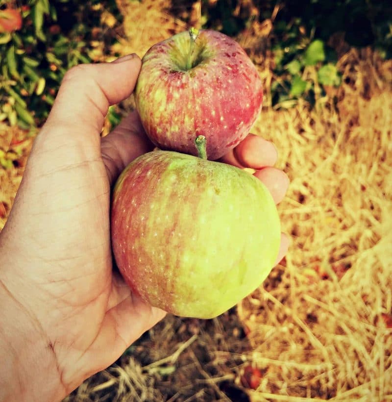 gleaning a few apples