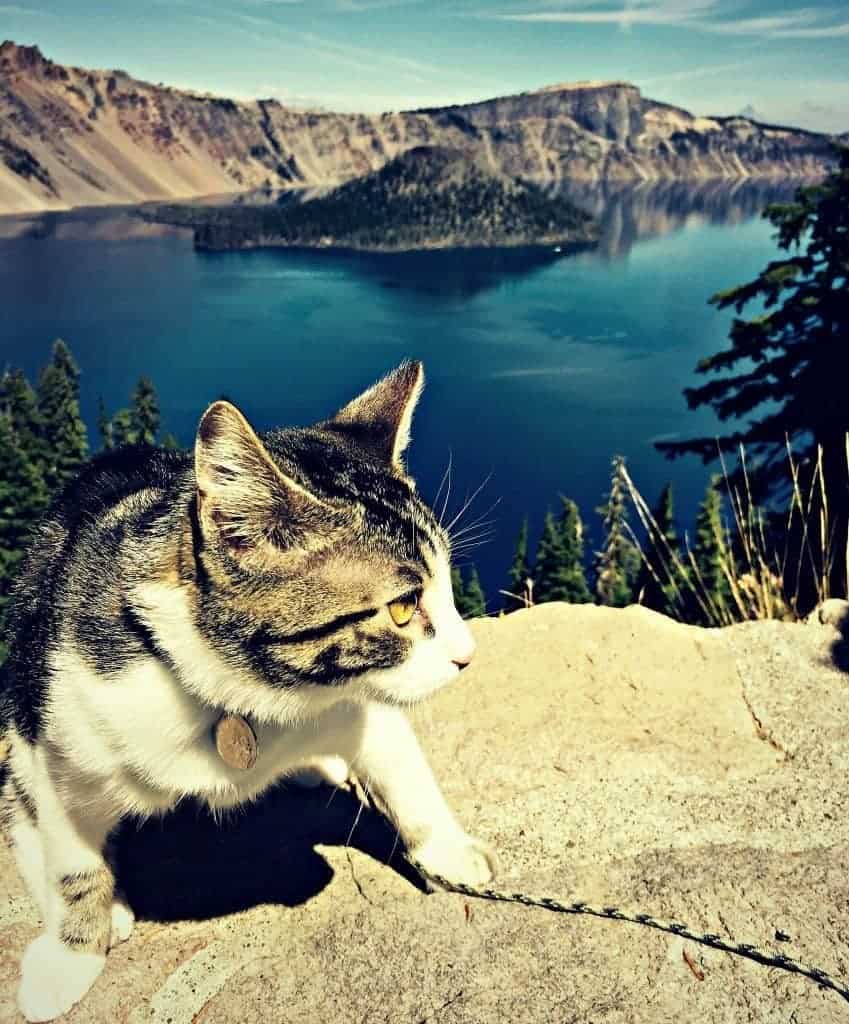 cosmo at crater lake