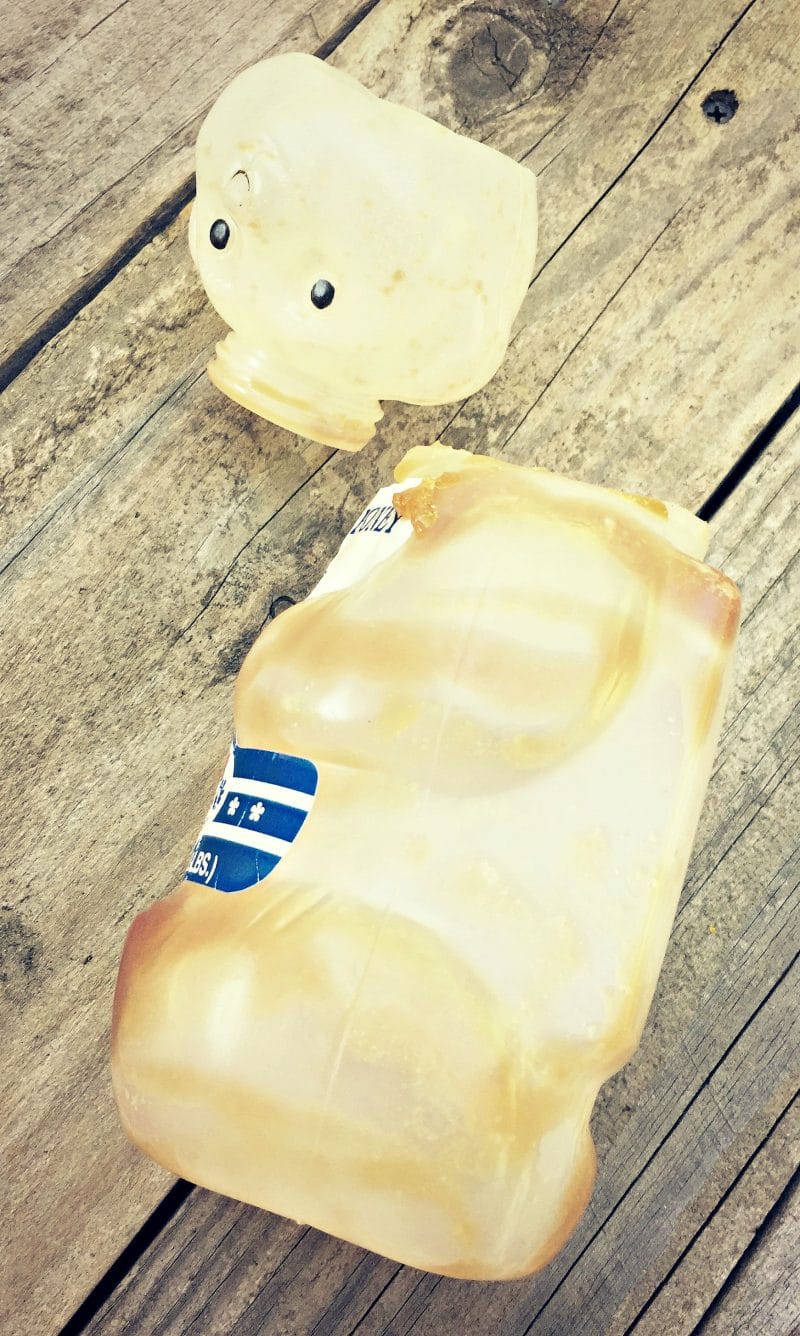 decapitated honey bear