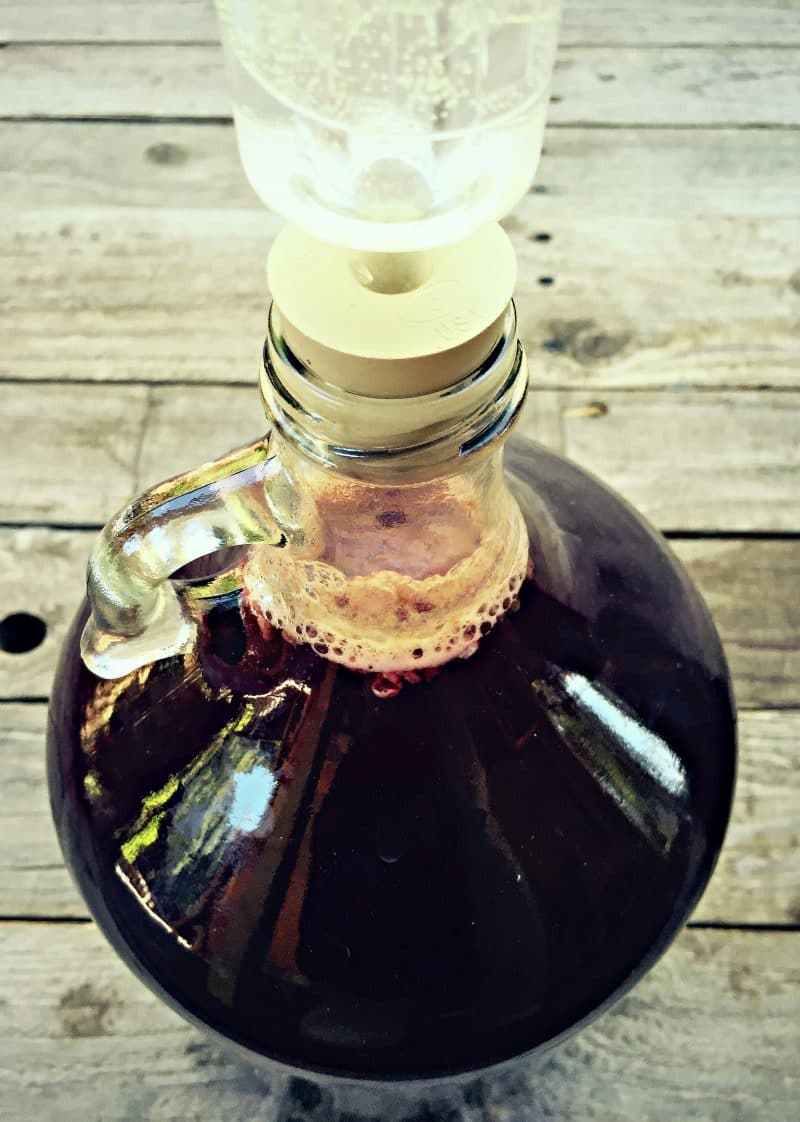 elderberry mead in a one gallon jug with an airlock