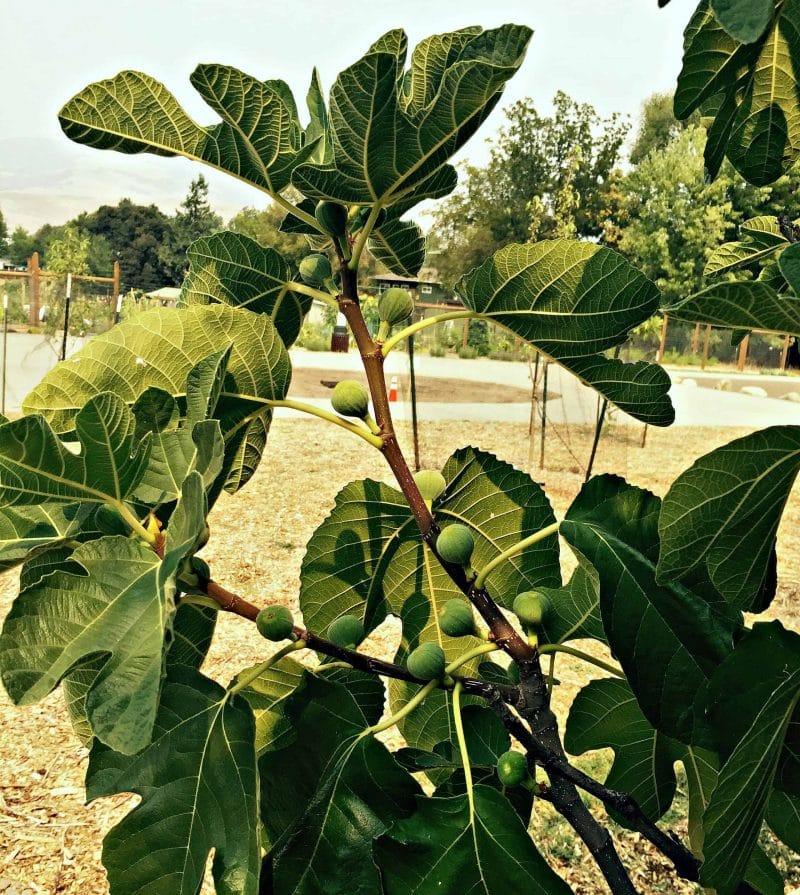 fig tree in park