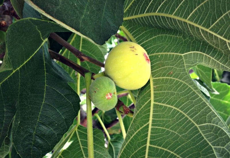 figs growing