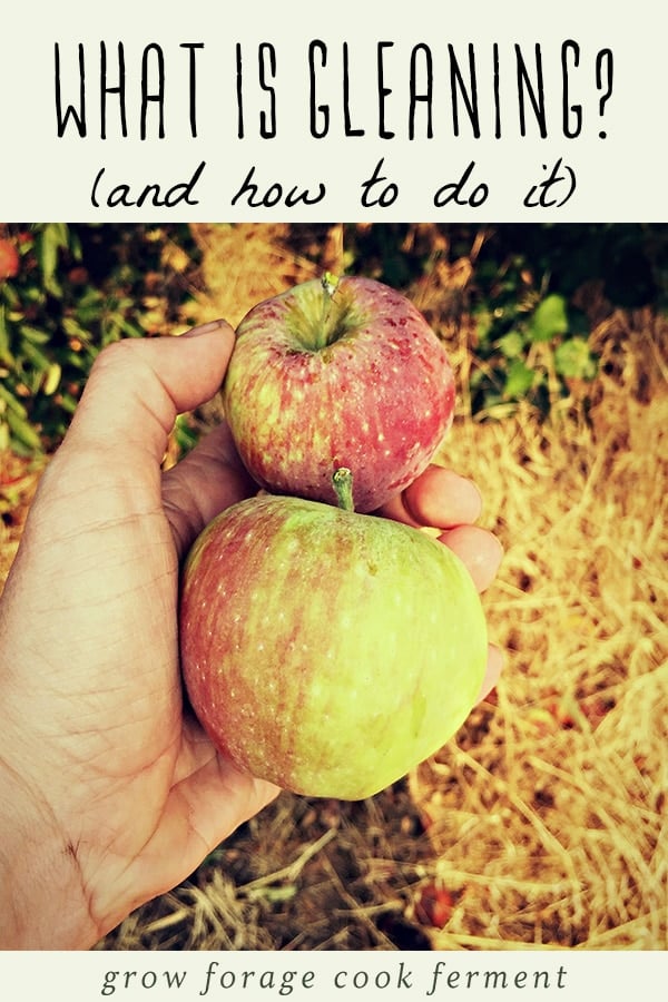 Gleaning, or foraging for an overabundance of unused fruits and vegetables, is an easy way to get free healthy fruits and vegetables on your table! You simply need a good eye and a bit of common sense and you'll have enough produce to last you a long while, especially if you preserve it. Learn how and where to glean and the best practices for gleaning, and help fight food waste the natural way! A woman holding two apples that have been collected by gleaning.