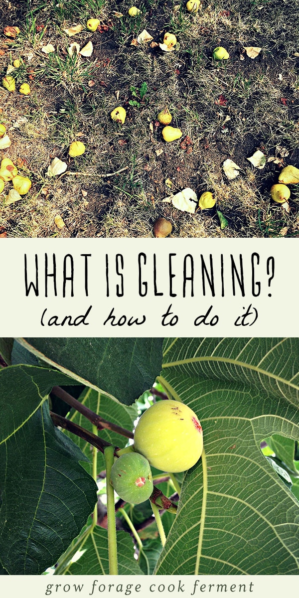 Gleaning, or foraging for an overabundance of unused fruits and vegetables, is an easy way to get free healthy fruits and vegetables on your table! You simply need a good eye and a bit of common sense and you'll have enough produce to last you a long while, especially if you preserve it. Learn how and where to glean and the best practices for gleaning, and help fight food waste the natural way! #gleaning #forage #foraging #realfood