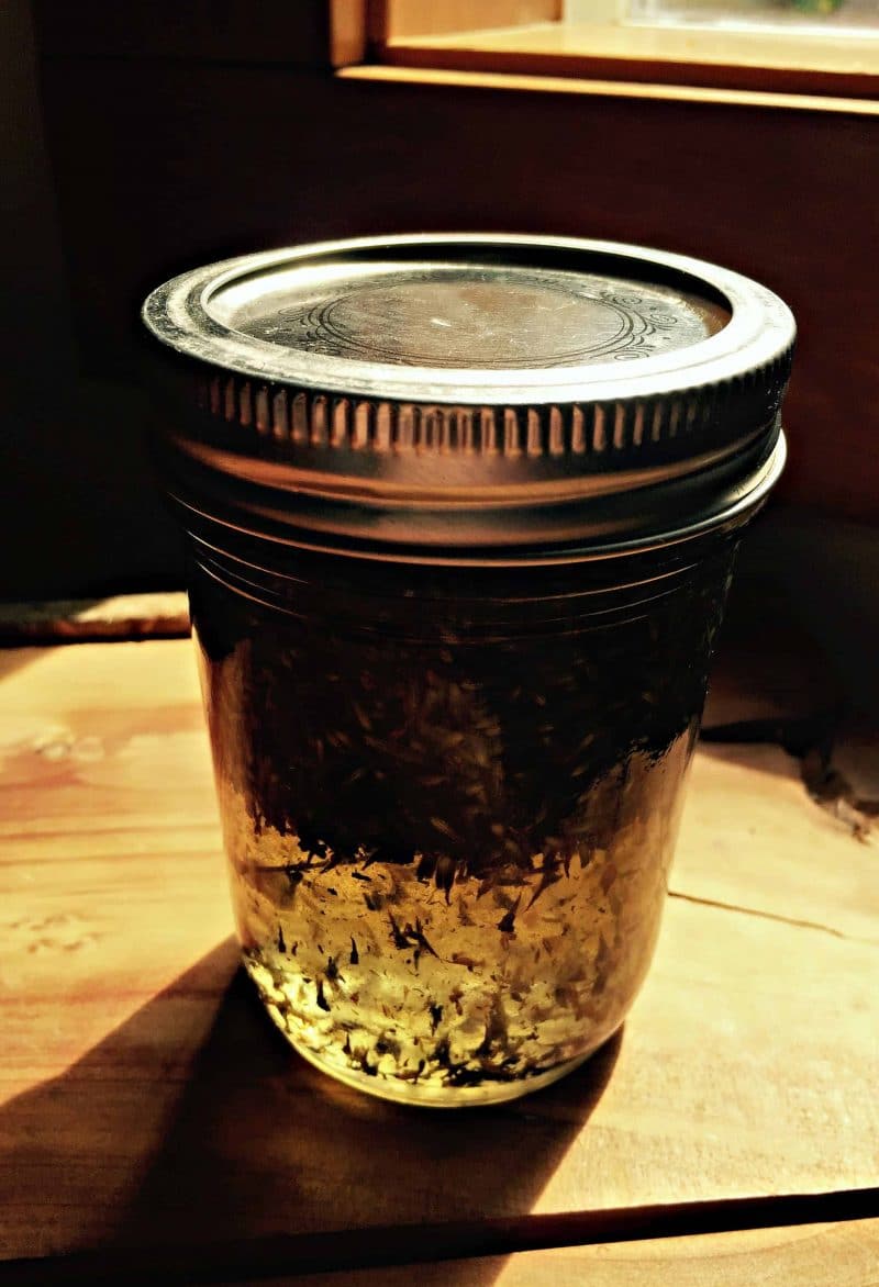 infused oil in a sunny window