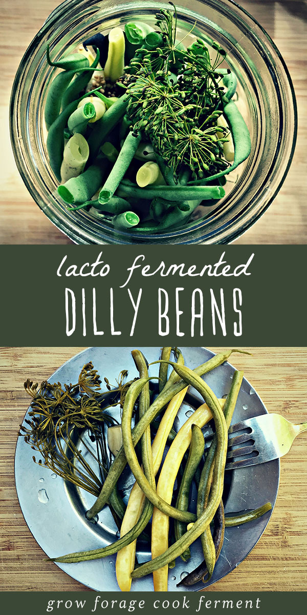 There are so many ways to preserve the summer harvest, and fermented green beans is one of the easiest. Dilly beans made in vinegar are awesome, but these lacto fermented dilly beans are even tastier, plus the fermented probiotics are great for your gut health! Get the recipe and learn all of the benefits for these lacto fermented dilly beans. #ferment #fermented #guthealth #dillybeans #probiotics #traditionalfoods #realfood #canning #preserving