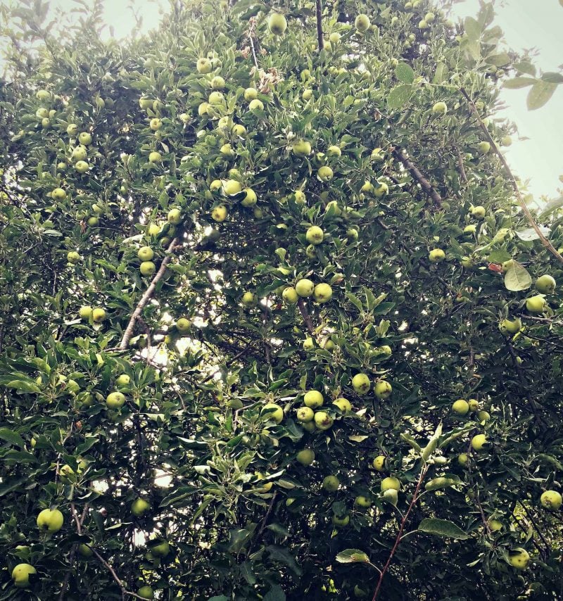 loaded apple tree