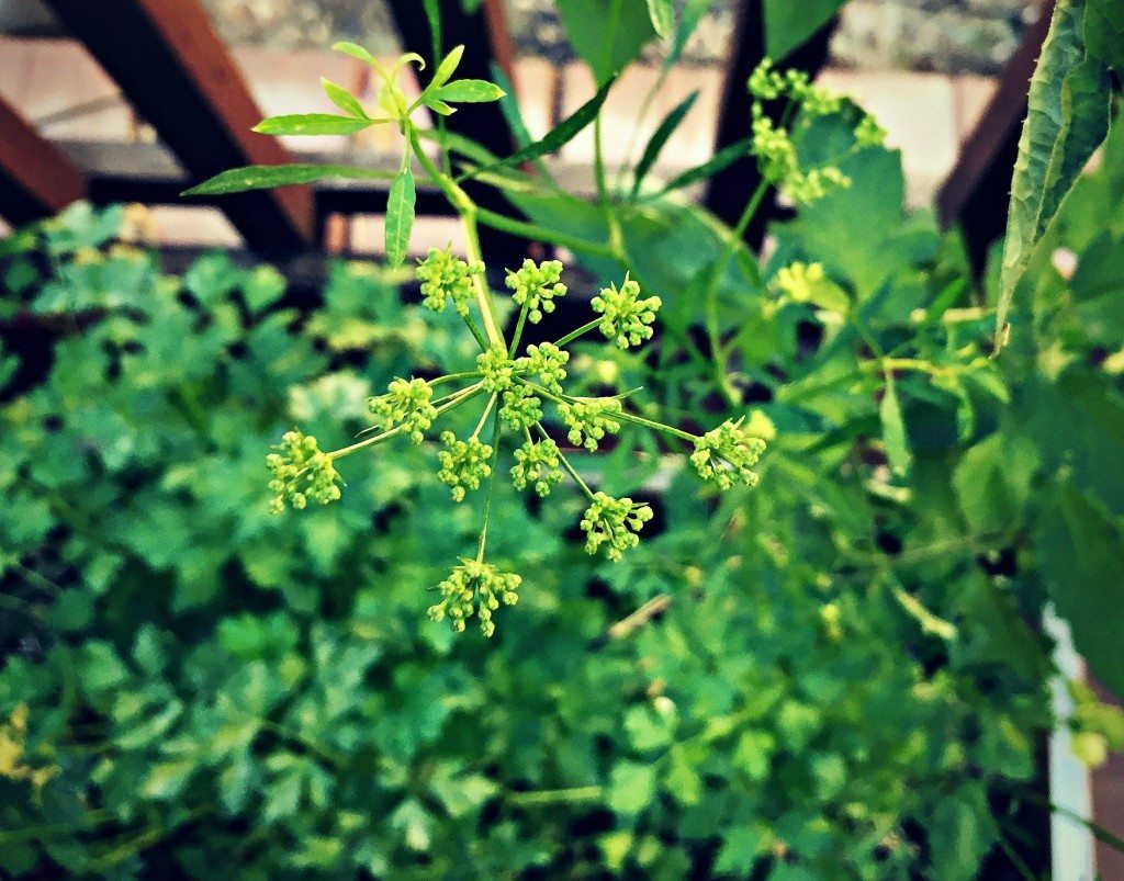 parsley flower bud