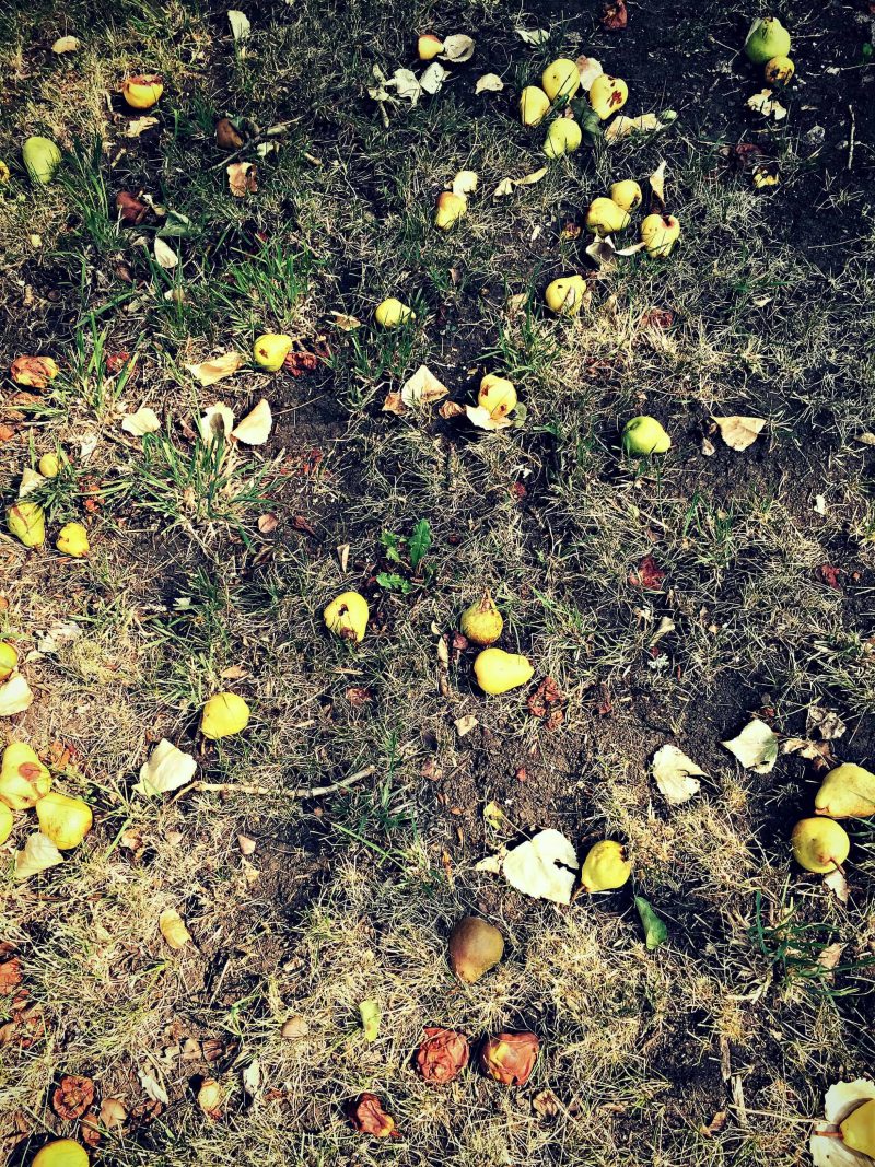 many pears on the ground