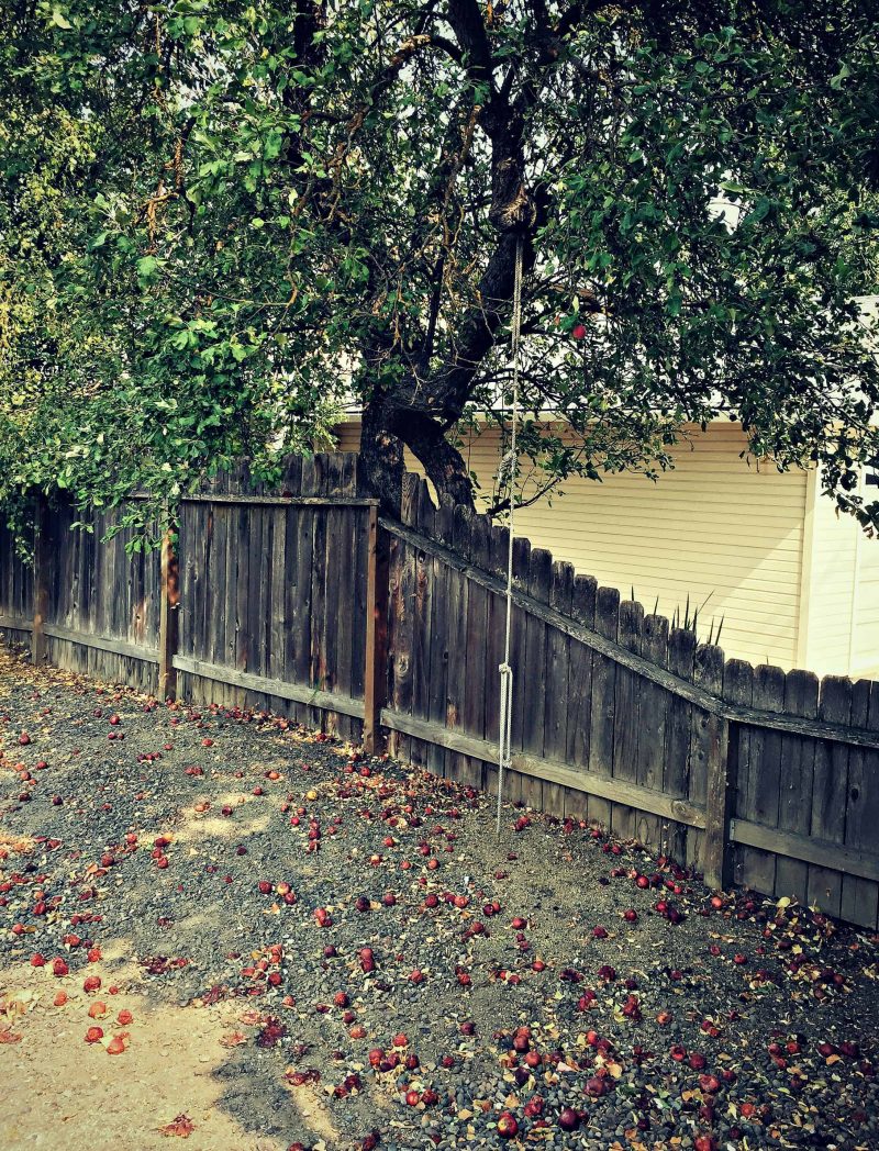 plums dropping over a fence on private property