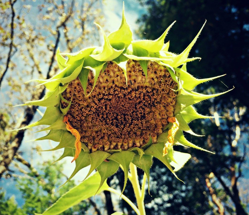 spent sunflower