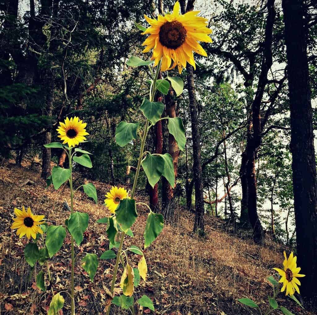 sunflowers blooming