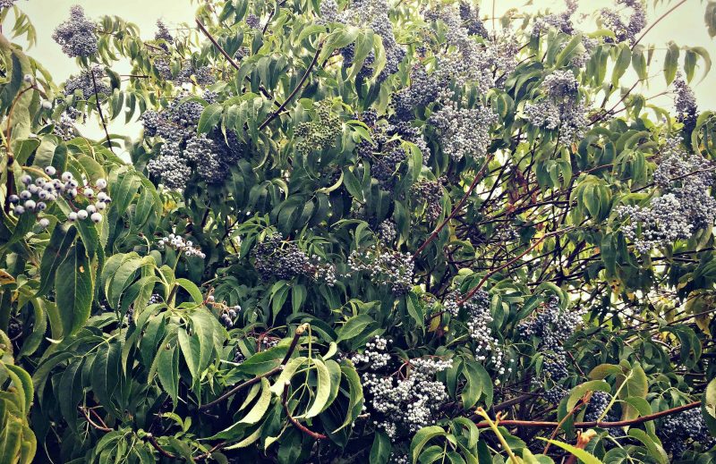 a large shrub of blue elderberries