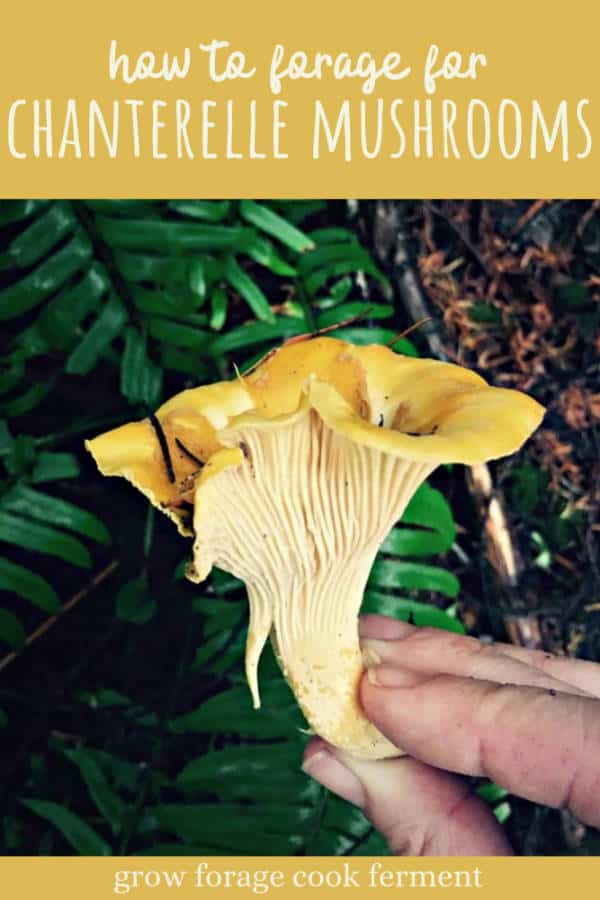 Foraging for Chanterelle Mushrooms
