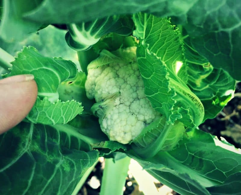 baby cauliflower