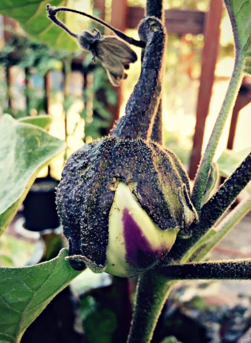baby eggplant