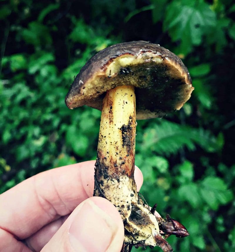 bolete maybe