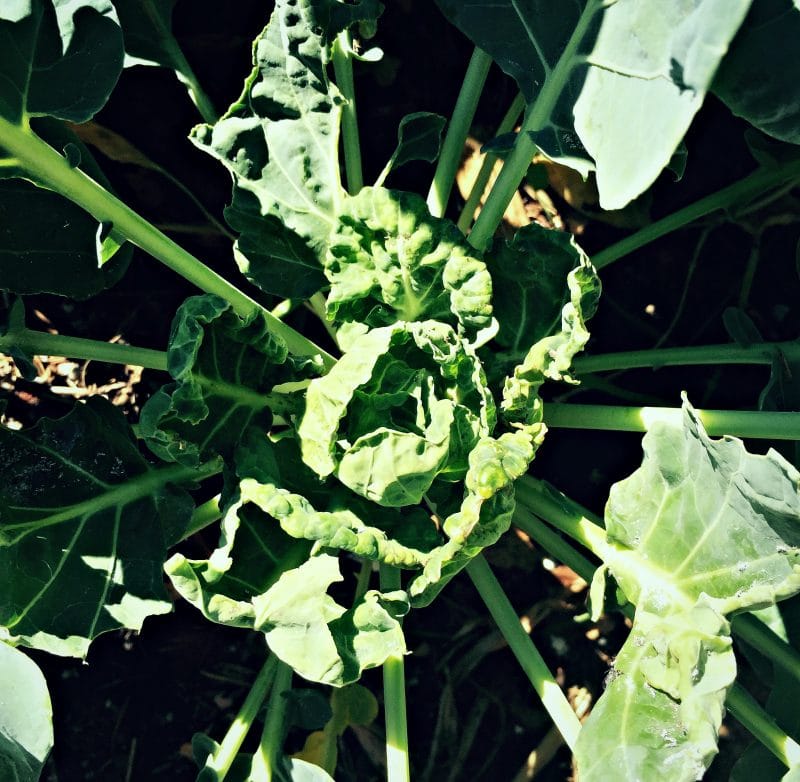 brussels sprouts plant