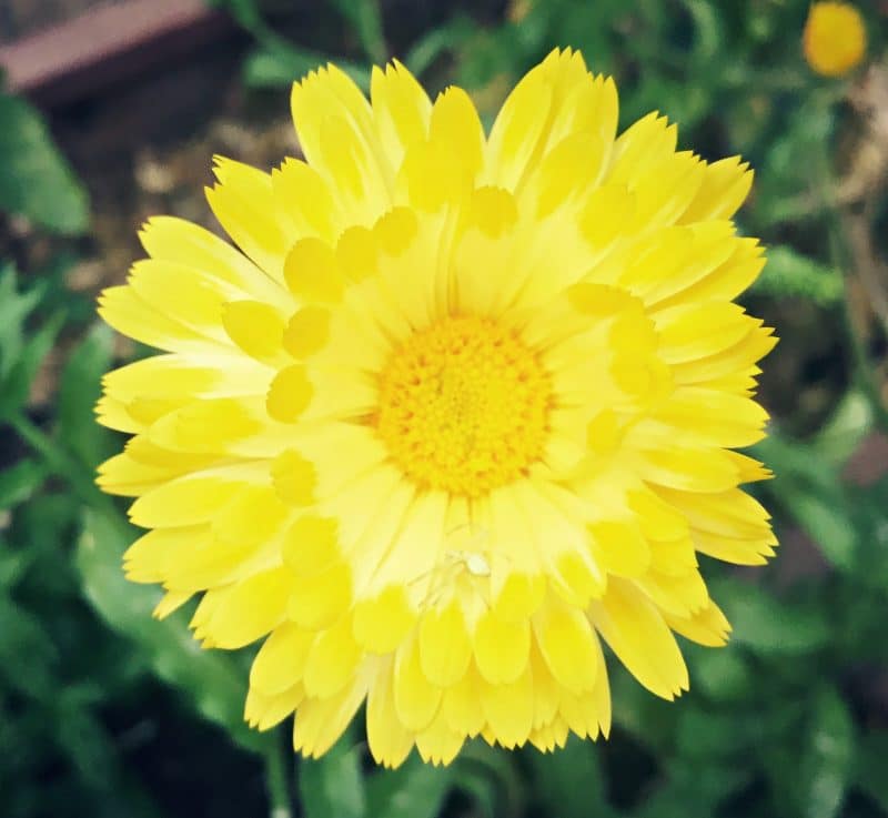 calendula flower spider