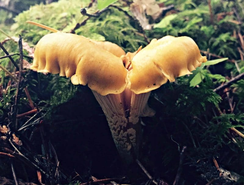 Foraging for Chanterelle Mushrooms