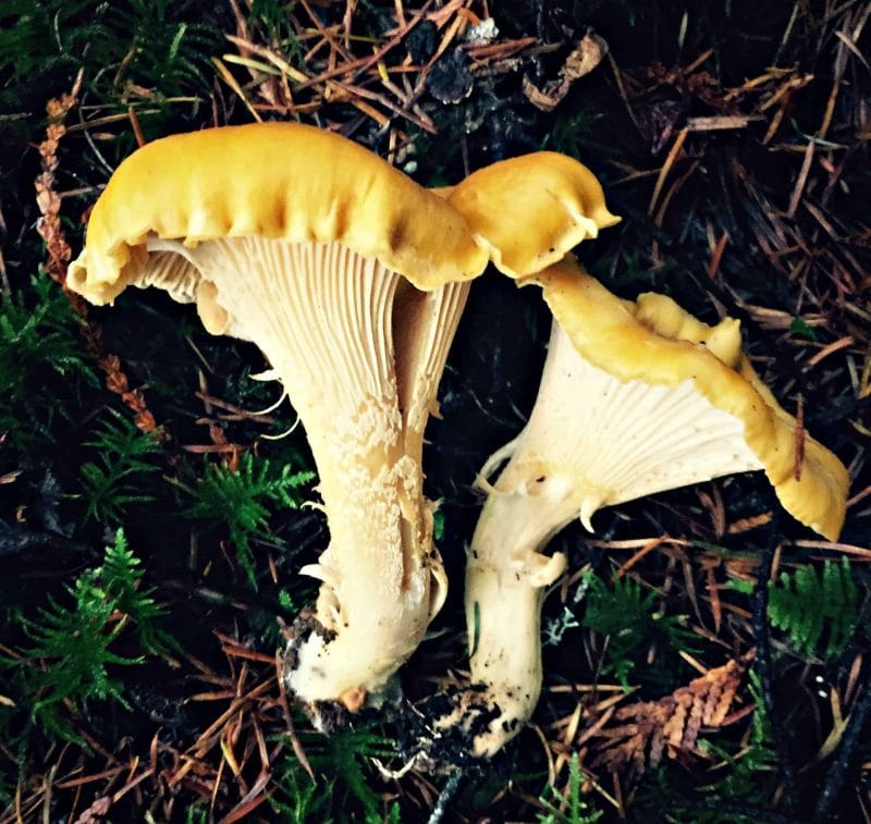 two chanterelle mushrooms on the forest floor