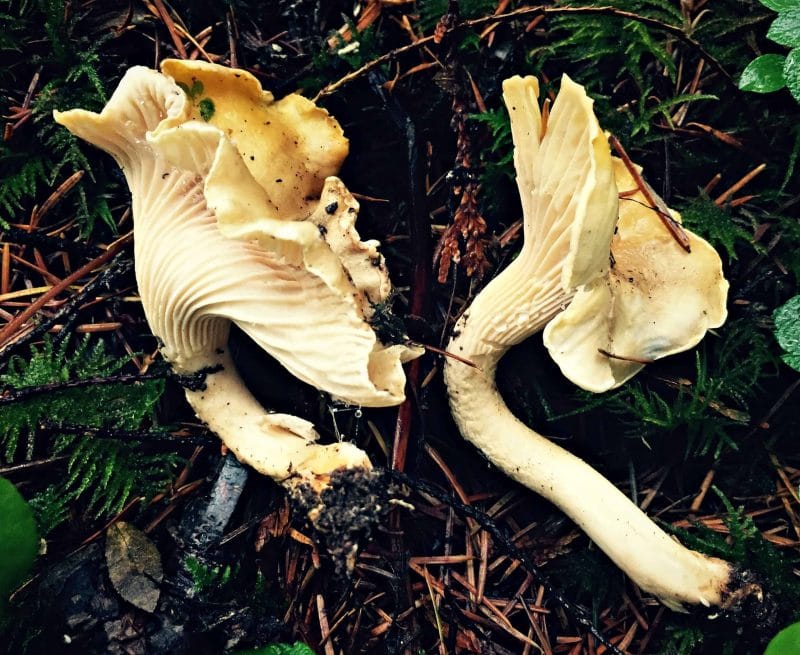 Foraging for Chanterelle Mushrooms