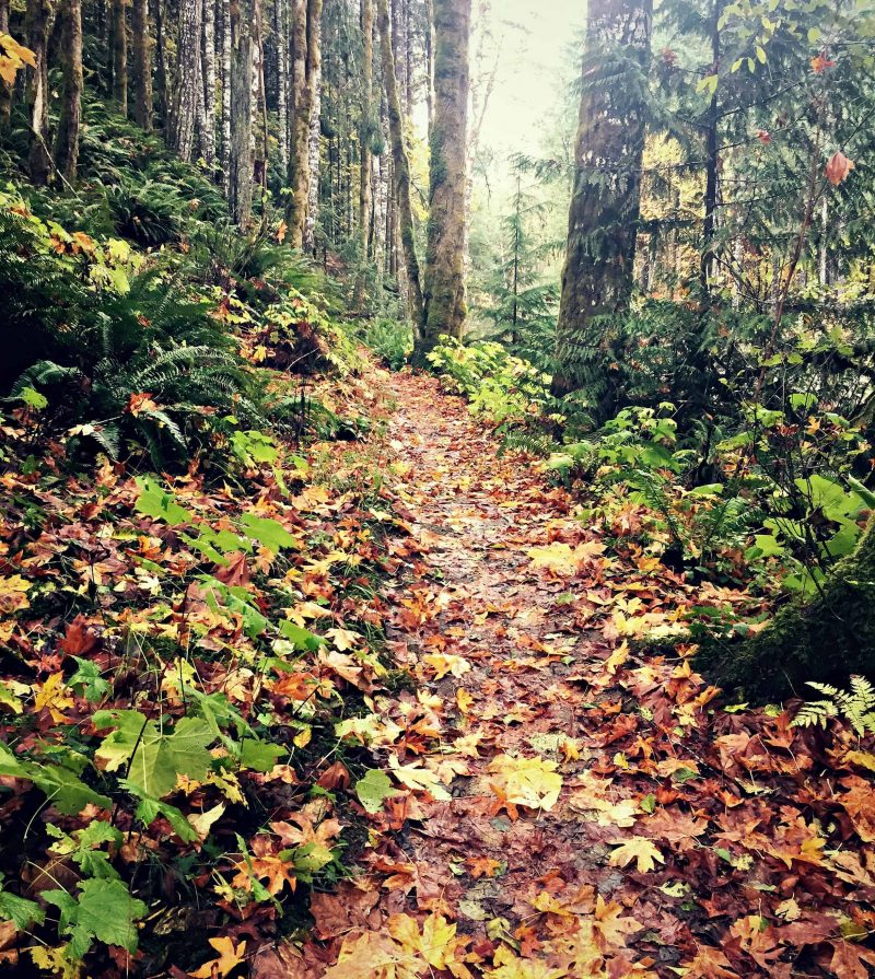 fall hiking trail