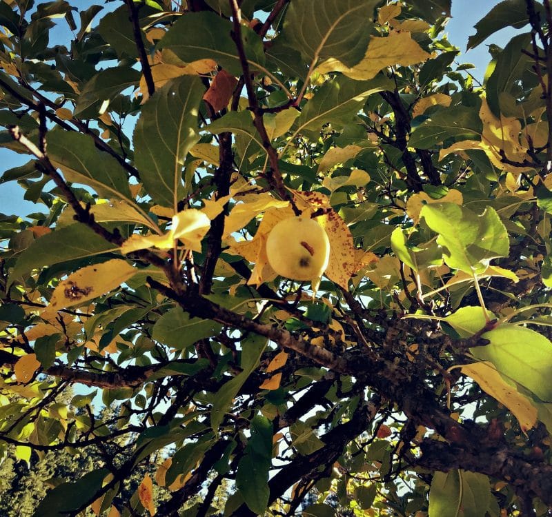 found apple tree