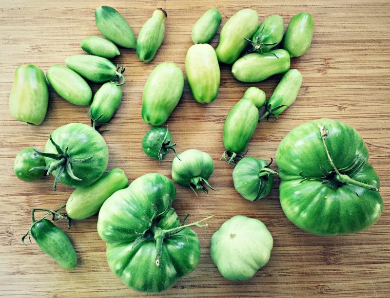green tomatoes of various sizes