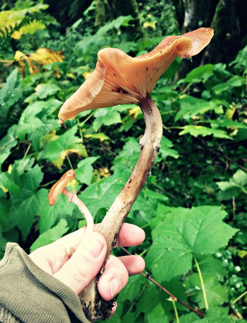 holding mushrooms