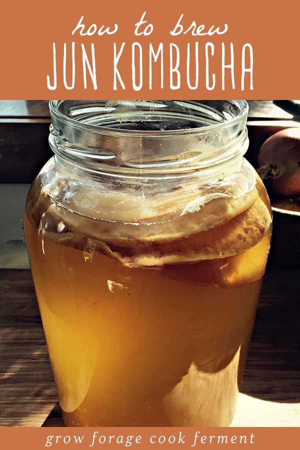 Jun kombucha brewing in a large glass jar. 