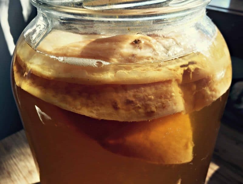 jun tea scoby