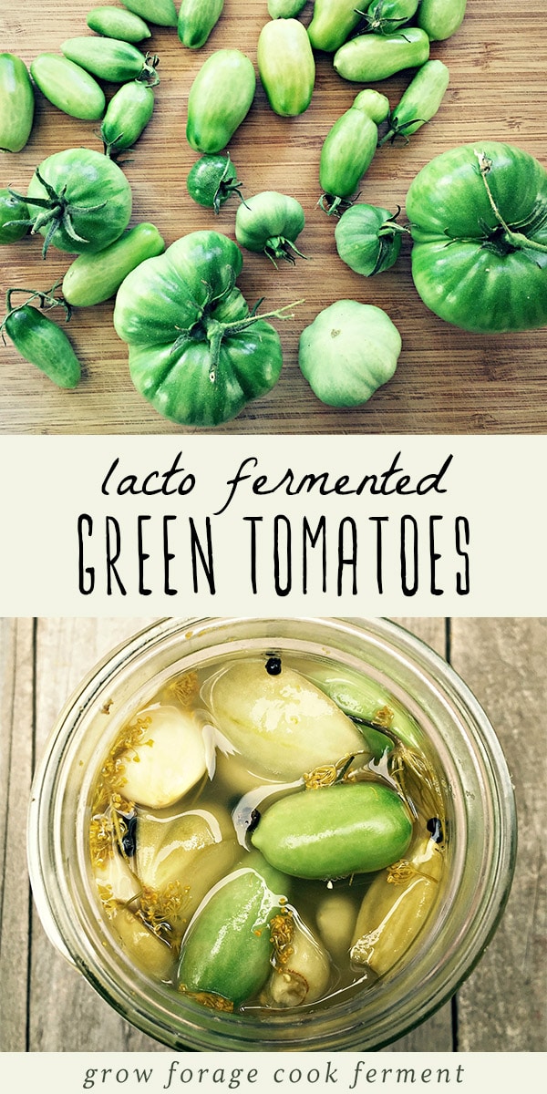 When you have an abundance of green tomatoes in your garden at the end of the growing season, make these lacto fermented green tomatoes to preserve the harvest. Fermented green tomatoes are a very easy beginning ferment recipe, tasty delicious, and are full of healthy gut healing probiotics. Simply perfect for preserving and canning the late summer harvest! #greentomatoes #ferment #fermented #lactofermentation #summer #canning #preserving #realfood #traditionalfoods