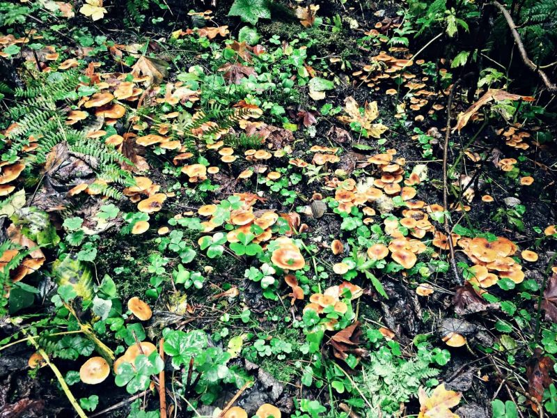 mushroom forest