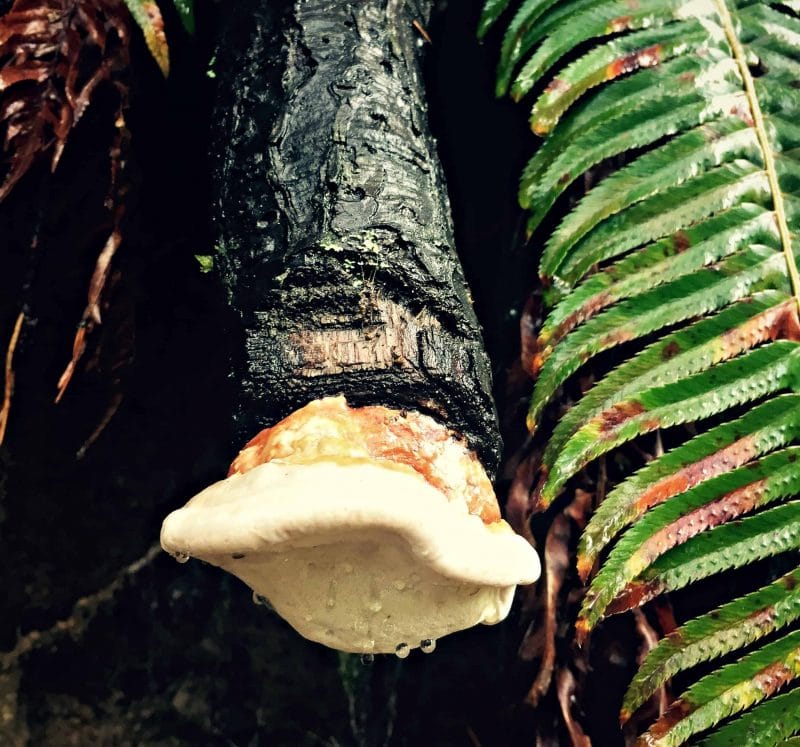 mushroom on end of log