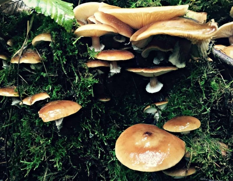 mushroom shelf