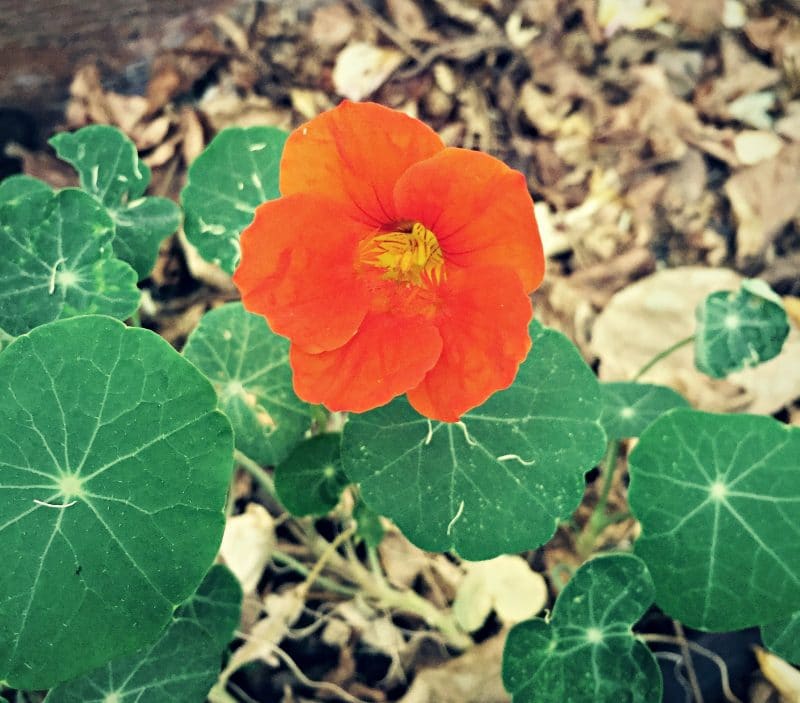 nasturtium flower