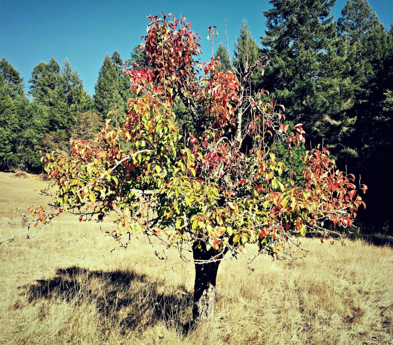 old plum tree