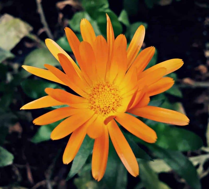 orange calendula 2