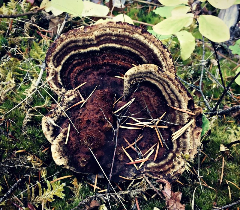 shelf mushroom