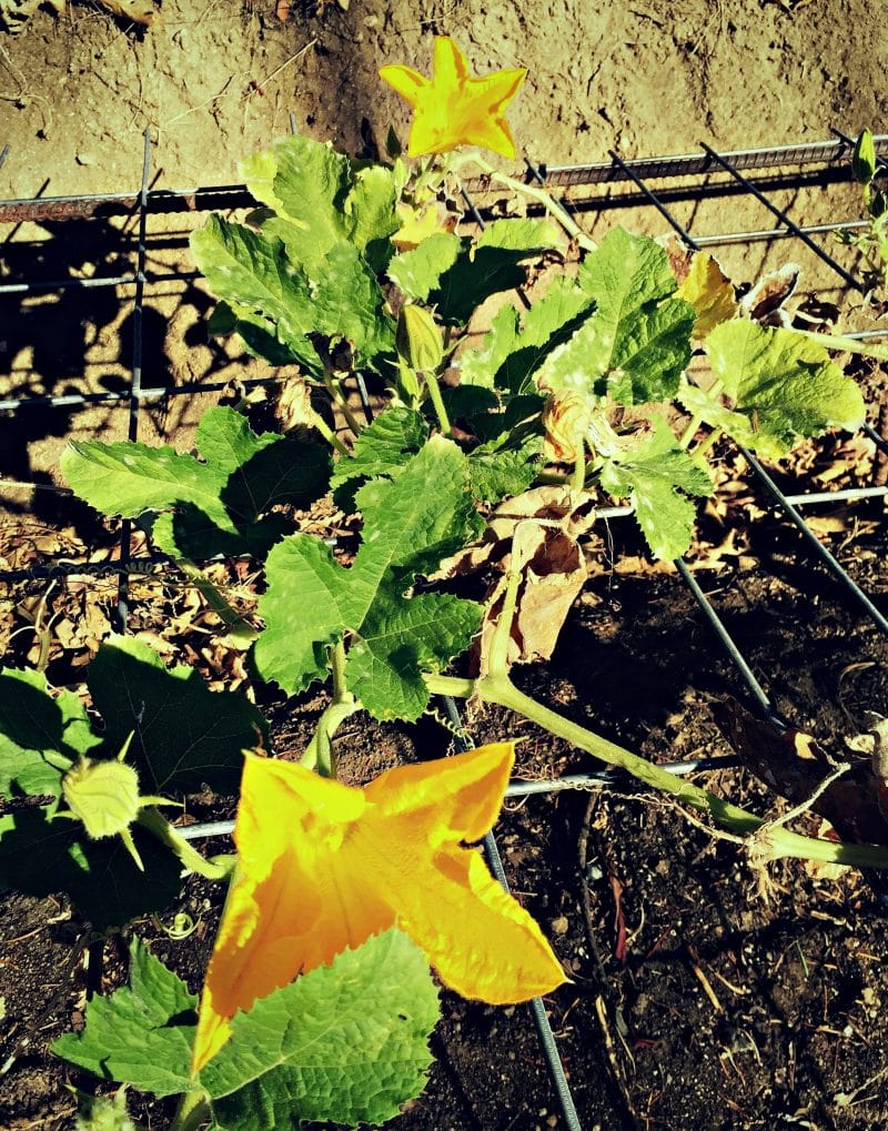 squash blossoms